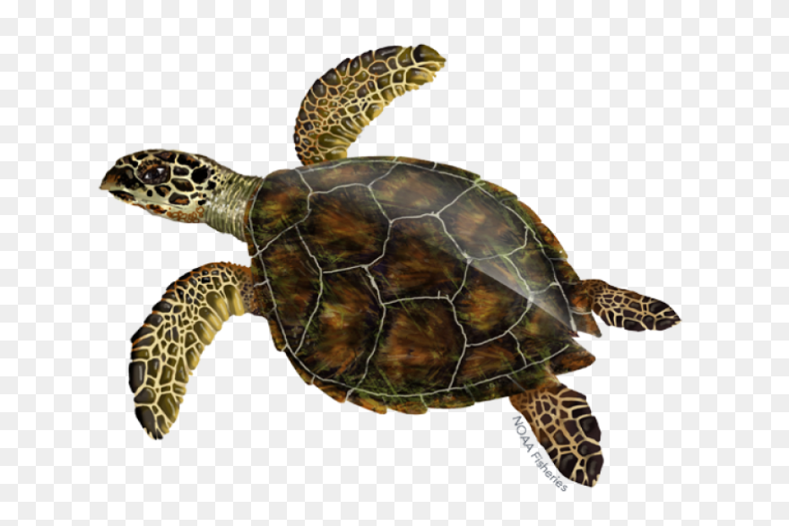 Free Turtle Clipart 2 - ClipartFlar