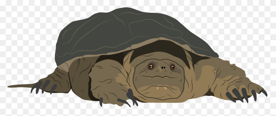 Free Turtle Clipart 2 - ClipartFlar