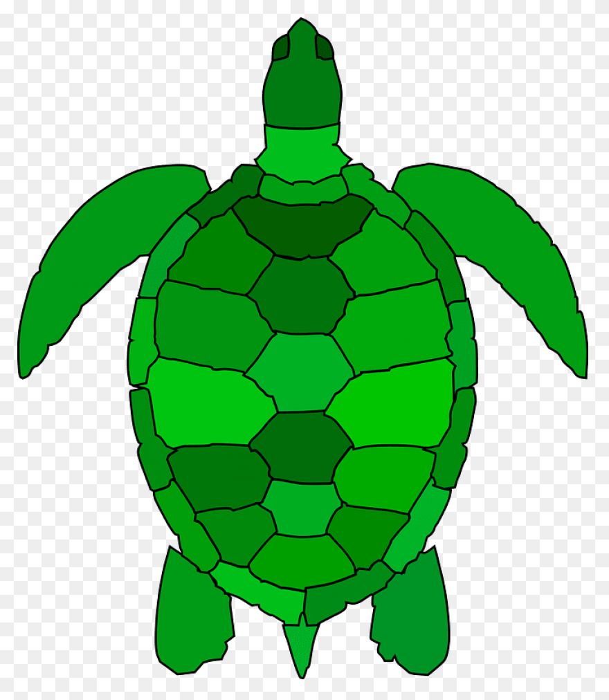 Free Turtle Clipart 2 - ClipartFlar