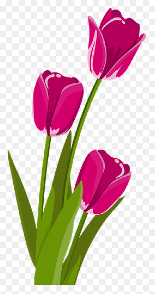 Tulip Nature Sticker - Tulip Nature