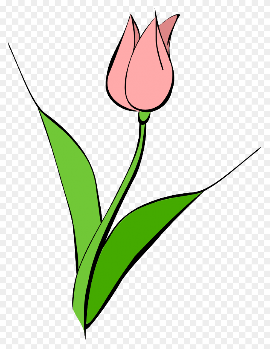 Free Tulip Images Download Free - Tulip