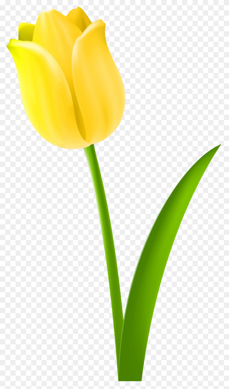 Tulip Nature Sticker - Tulip Nature