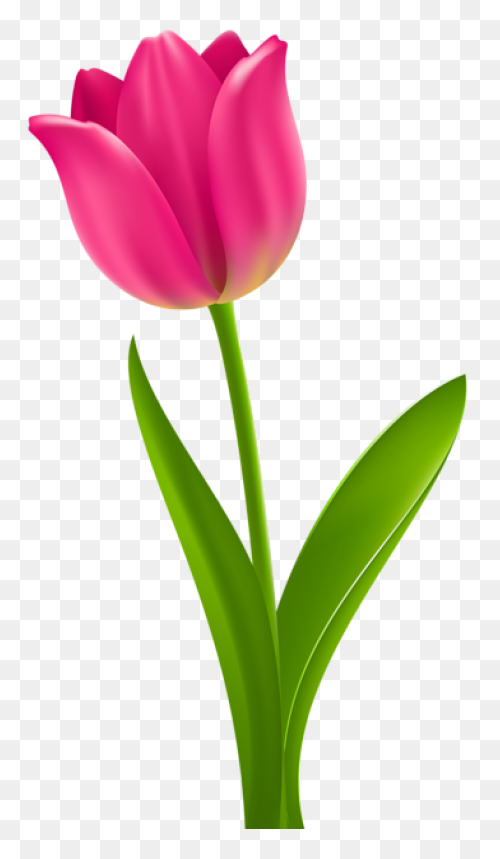 Tulip Nature Sticker - Tulip Nature