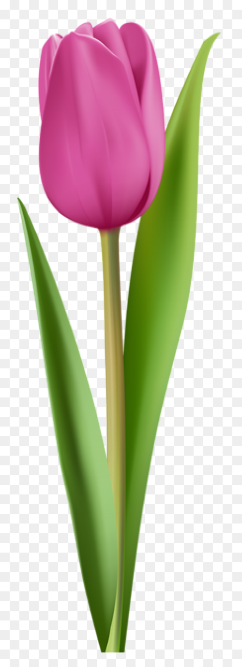 Tulip Nature Sticker - Tulip Nature