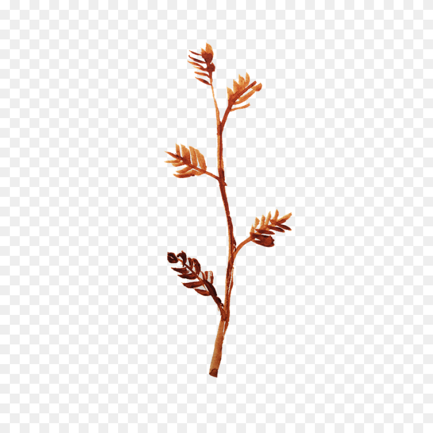 Grass B 1Particles 6 - Twig Clipart