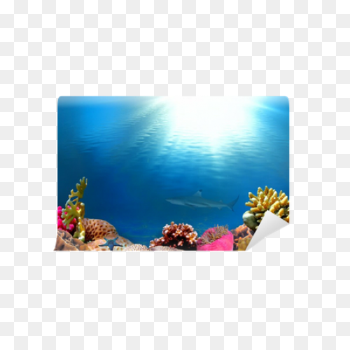 The Digital Shootout Underwater Ima