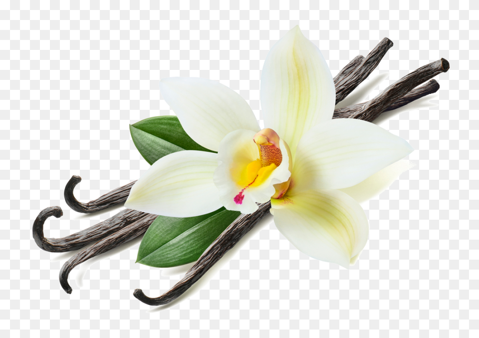 Vanilla  - Vanilla