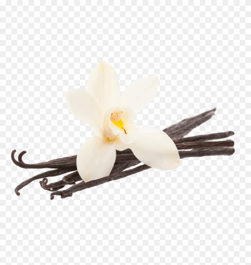 Vanilla Extract - Ayurvedic Ingredi