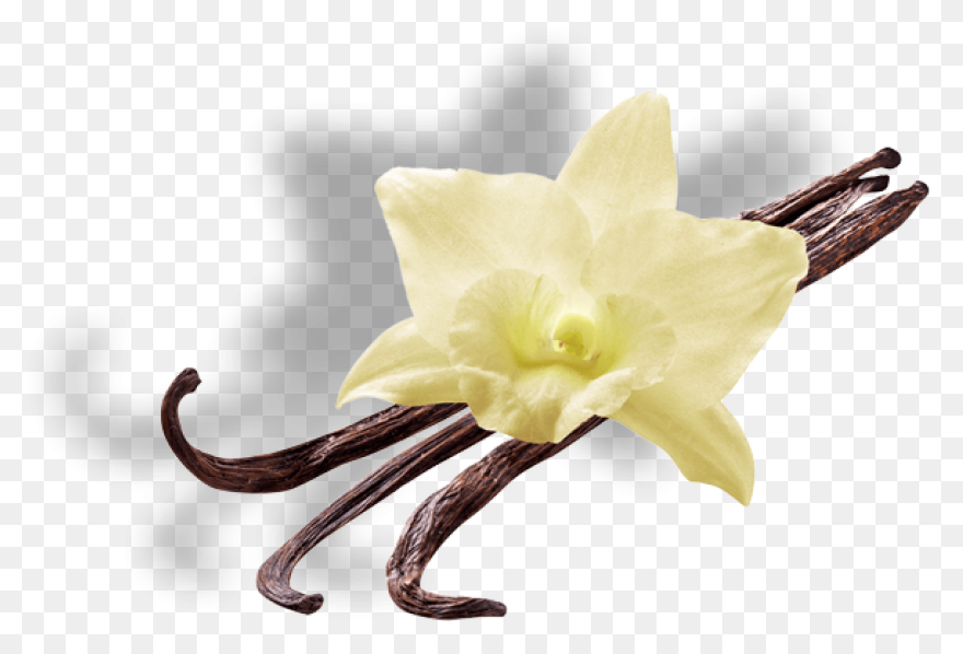 Vanilla Extract - Ayurvedic Ingredi