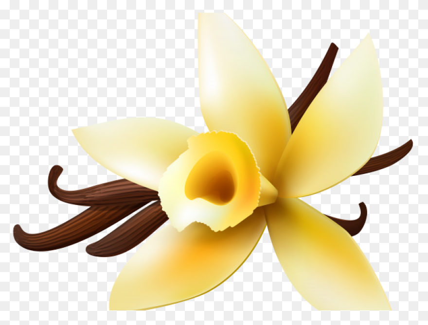 Vanilla Extract - Ayurvedic Ingredi