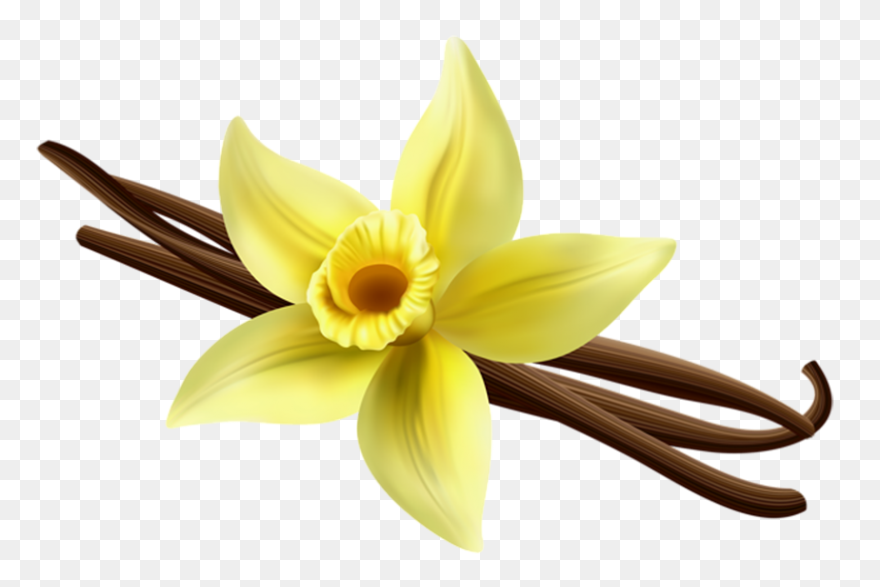 Vanilla Extract Ayurvedic Ingredients Uses - Vanilla