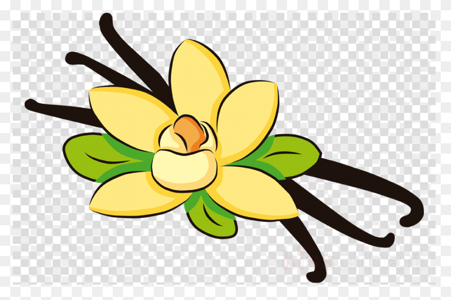 Vanilla Extract - Ayurvedic Ingredi