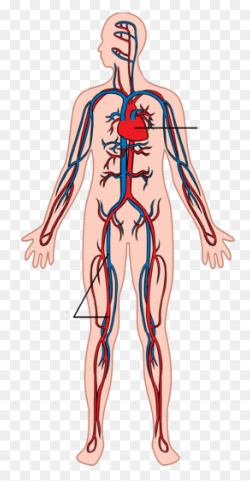 Coronary Veins | Cardiac Veins