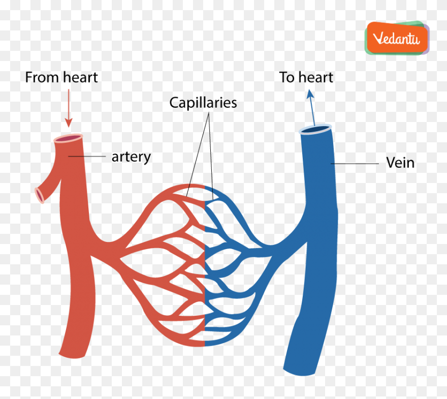 Coronary Veins | Cardiac Veins
