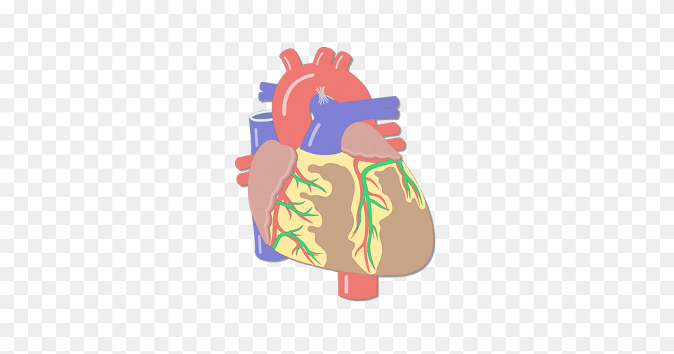 Coronary Veins | Cardiac Veins - Veins