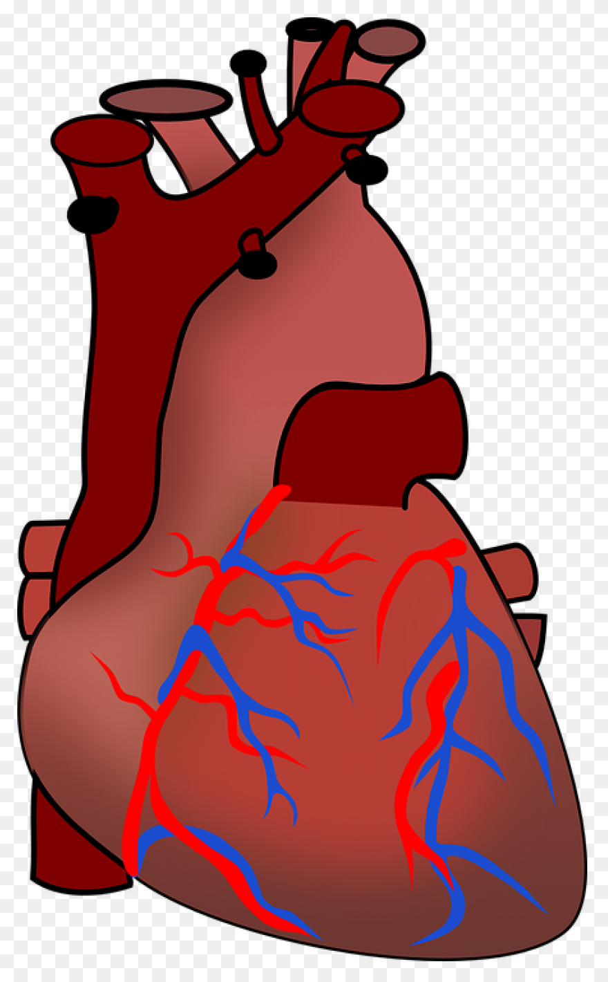 Coronary Veins | Cardiac Veins