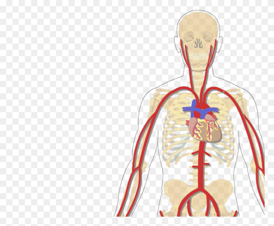 Coronary Veins | Cardiac Veins