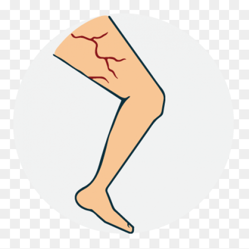 Coronary Veins | Cardiac Veins