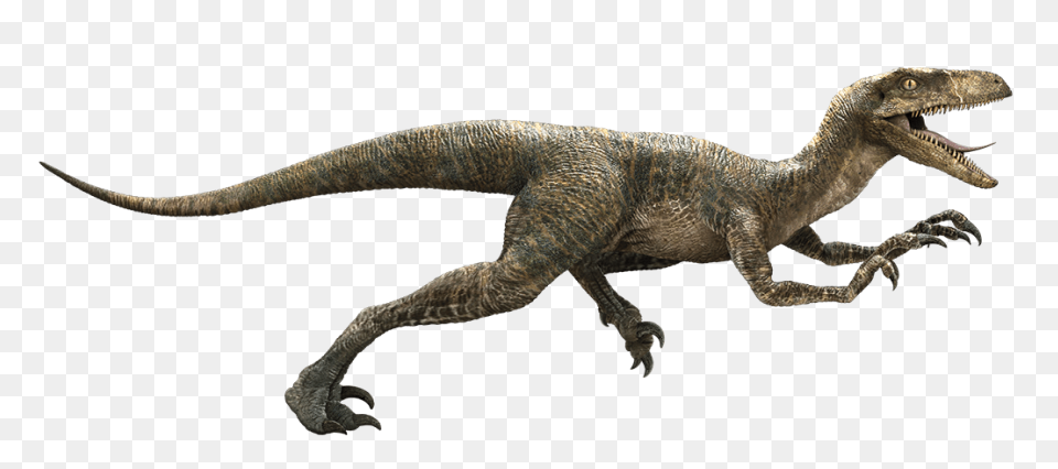 Velociraptor/generation 2 | Walking