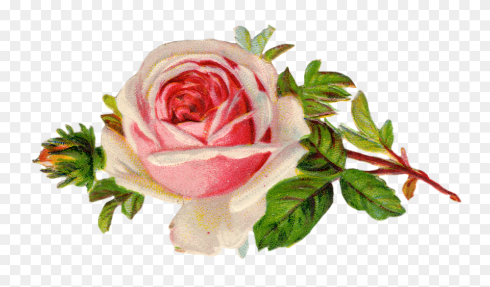 Best Download Фотки Flower Art