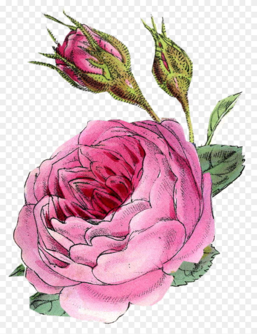 Best Download Фотки Flower Art