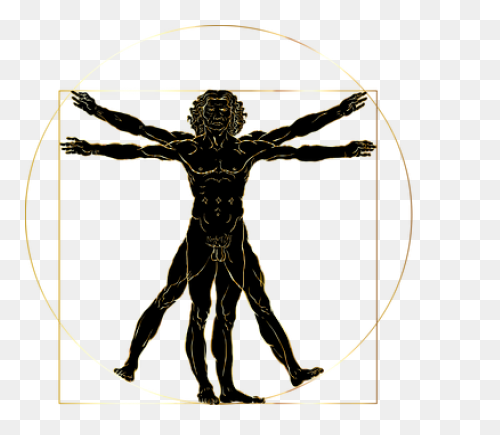 Vitruvian Man | Free PNG-WebP