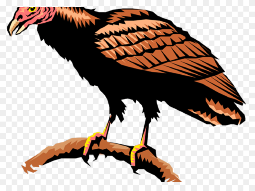 Turkey Vulture Flying Transparent P