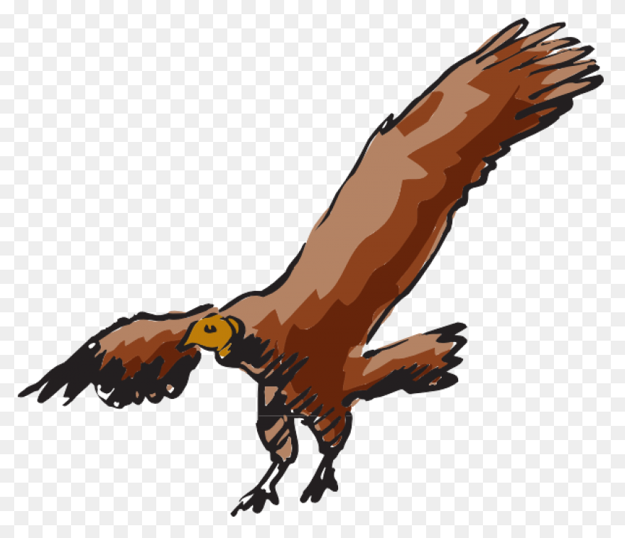 Turkey Vulture Flying Transparent P