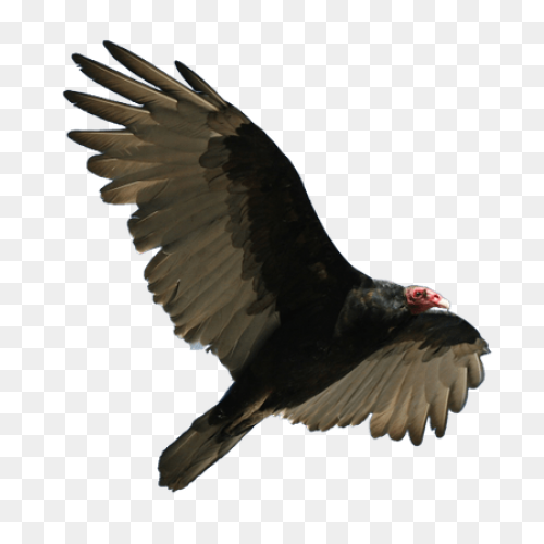 Turkey Vulture Flying Png Stickpng - Vulture