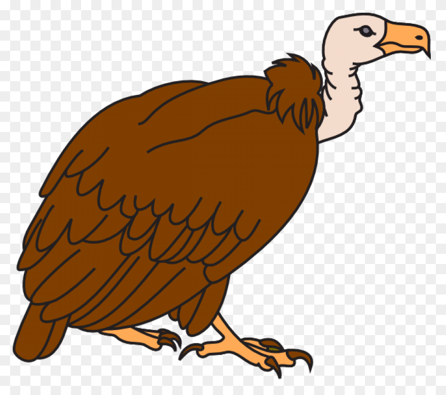Turkey Vulture Flying Transparent P