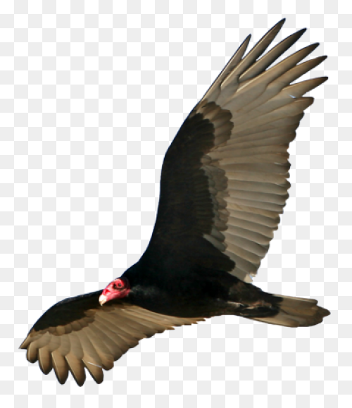Turkey Vulture Flying Transparent P