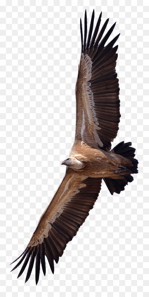 Turkey Vulture Flying Transparent P
