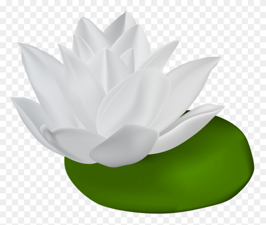 Pin By Mofida On تزيين - Water Lily