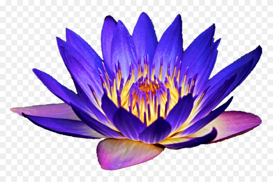  Water Lily Clipart Clipart - Water Lily