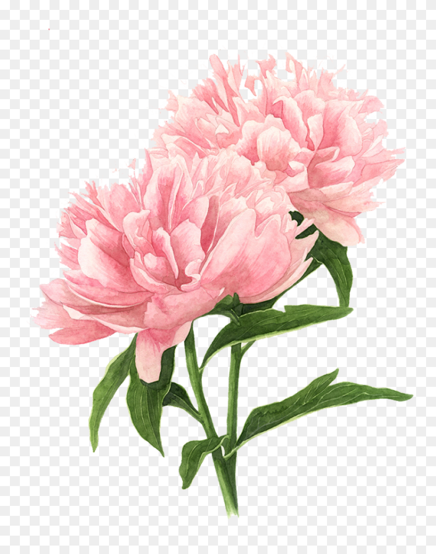 Watercolor Flowers With Leaves Vect
