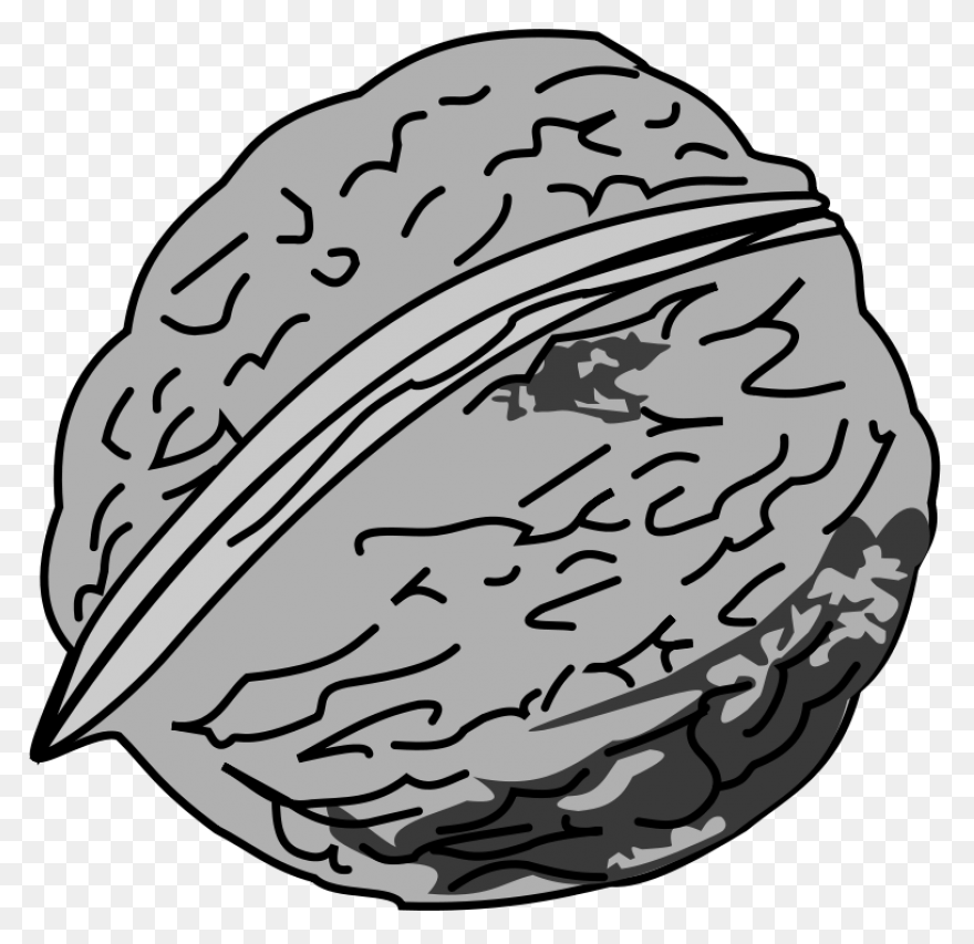 Download Walnut - Walnut Clipart Pn