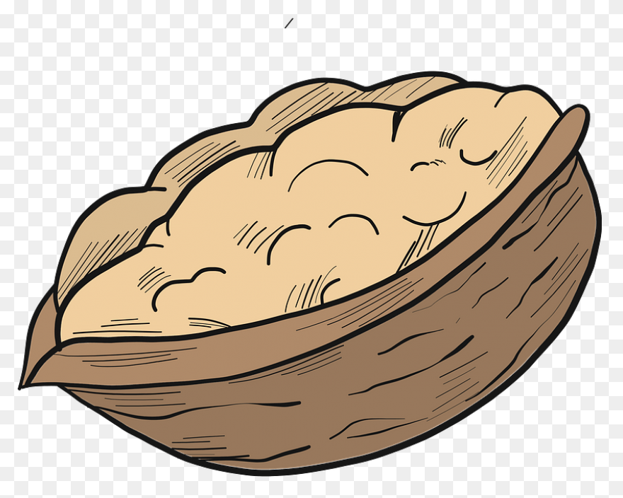 Download Walnut - Walnut Clipart Pn