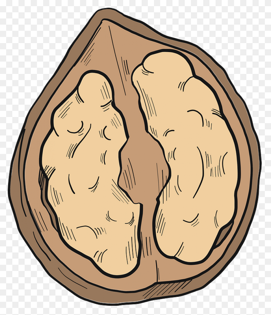 Download Walnut - Walnut Clipart Pn