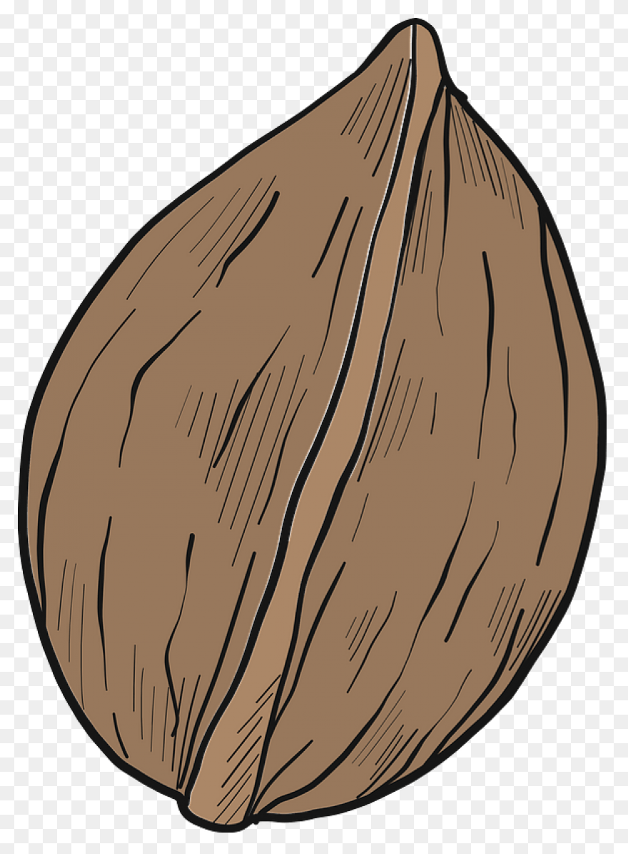Download Walnut - Walnut Clipart Pn