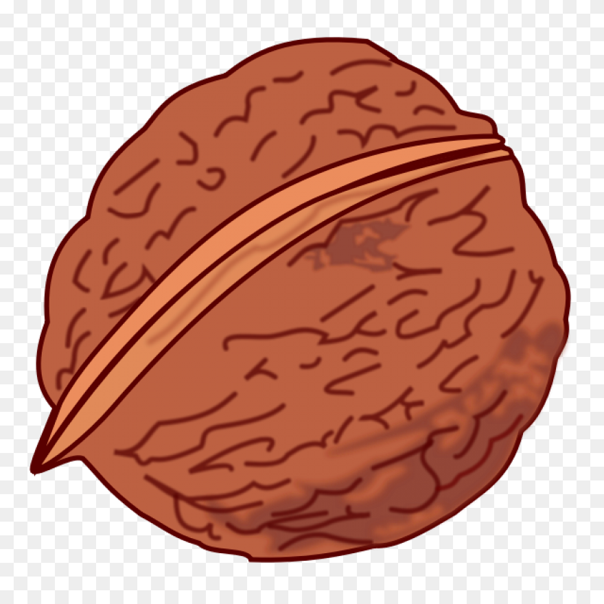Download Walnut - Walnut Clipart Pn