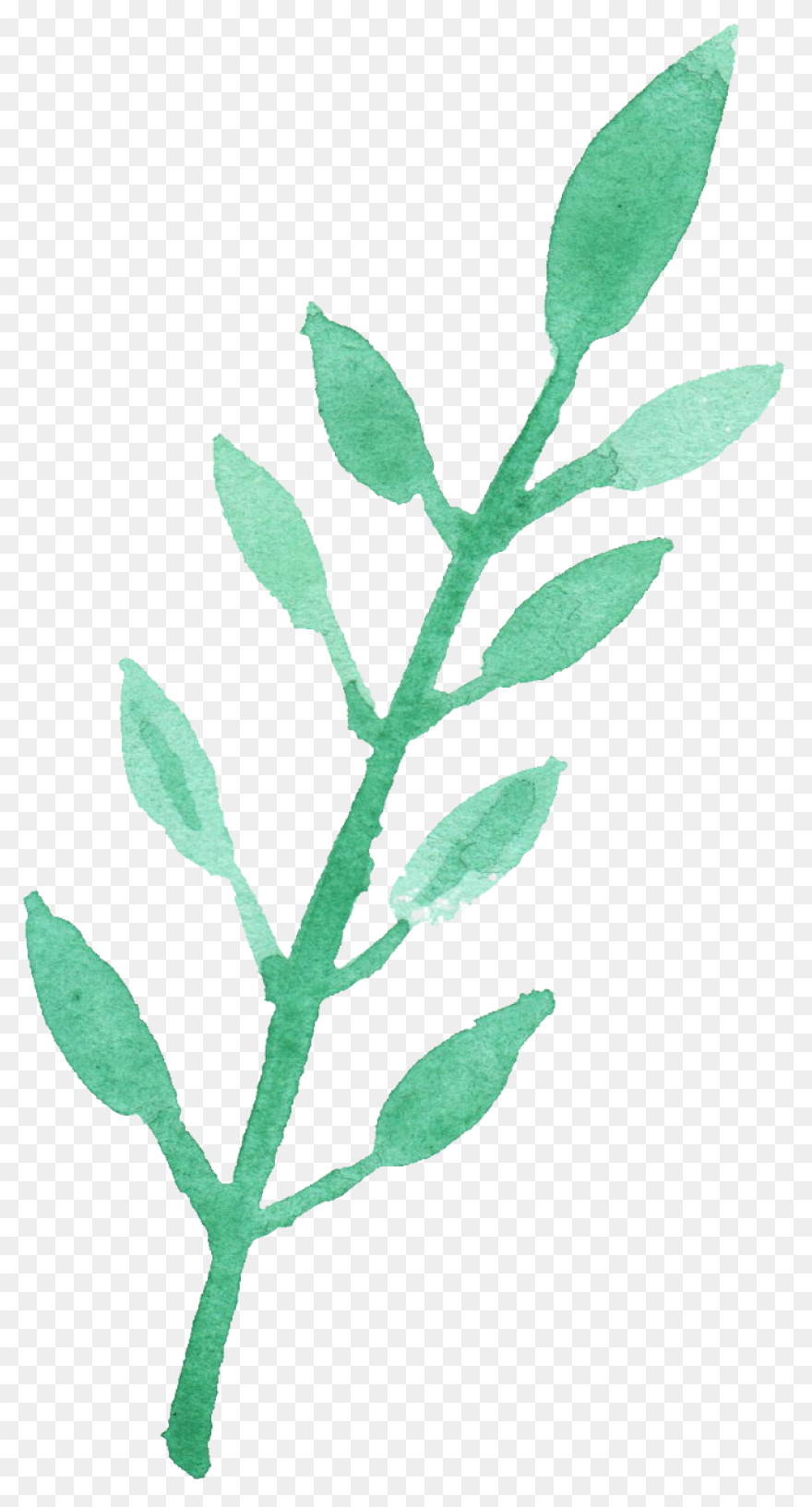 Watercolor Painting Drawing Leaf Pr