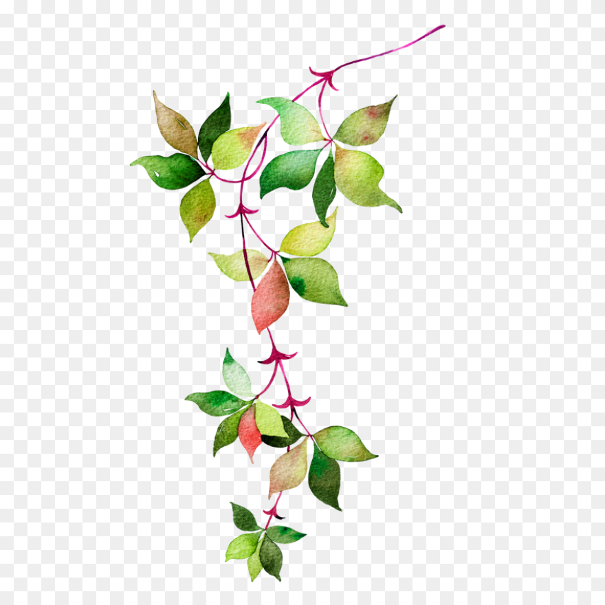 Watercolor Painting Drawing Leaf Pr