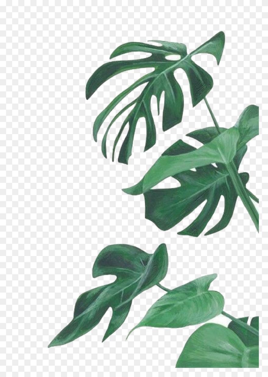 Watercolor Painting Drawing Leaf Pr