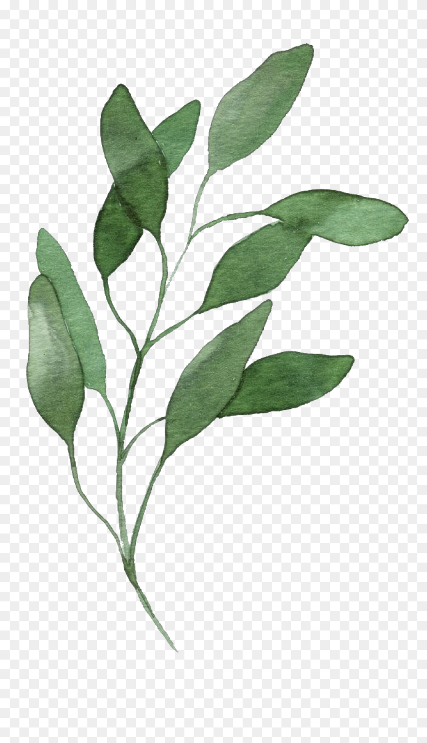 Watercolor Painting Drawing Leaf Pr