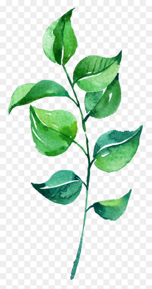 Watercolor Painting Drawing Leaf Pr