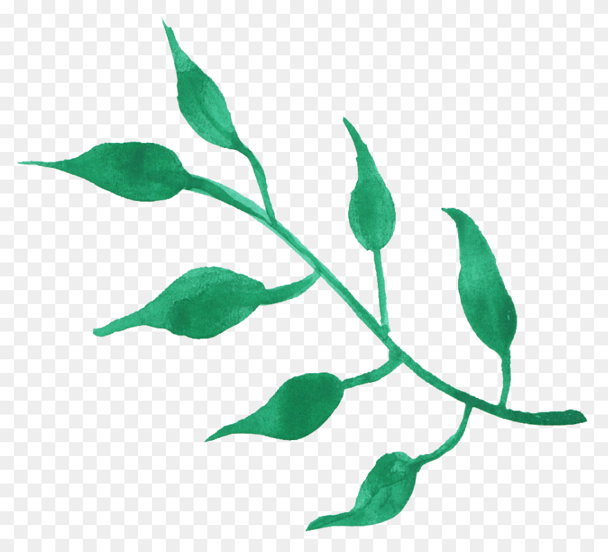 Watercolor Painting Drawing Leaf Pr