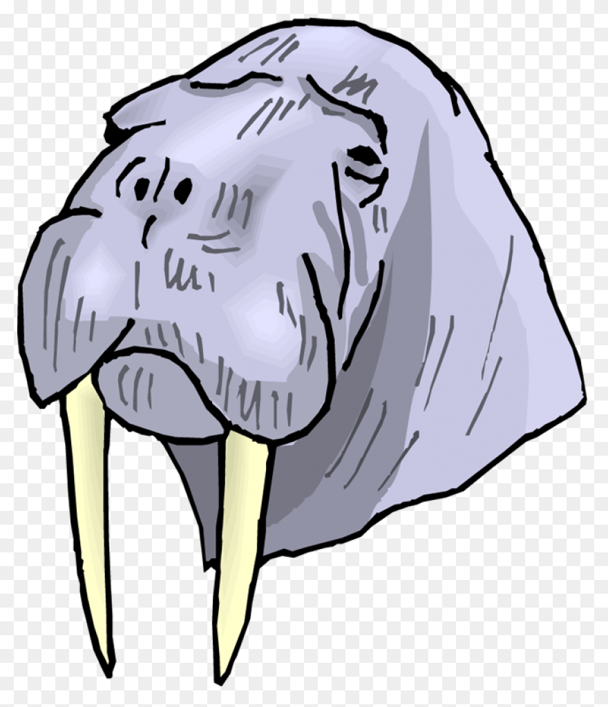 Walrus Animal Tusks - Free Vector G