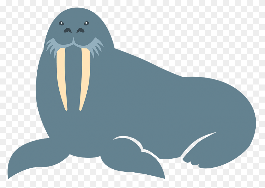 Walrus Animal Tusks - Free Vector G