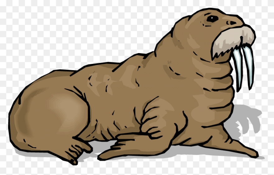 Walrus Animal Tusks - Free Vector G