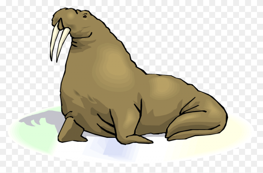 Walrus Animal Tusks - Free Vector G